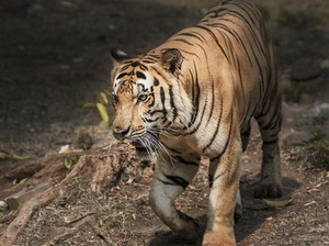 Habitat Asli jadi Perkebunan Picu Konflik Harimau vs Manusia