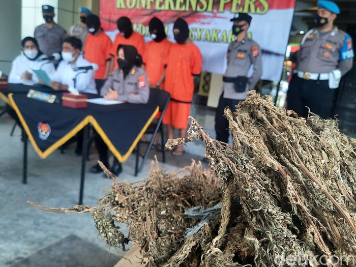 Jumpa pers kasus jaringan pengedar ganja antarprovinsi di Polda DIY, Sleman, Rabu (5/1/2022).