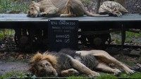 Singa Asia, Bhanu, jantan di bawah, dan Arya duduk di sebelah di Kebun Binatang London, saat kebun binatang melakukan inventarisasi tahunan di London. Penjaga Kebun Binatang London menghadapi tugas yang menantang untuk menghitung setiap mamalia, burung, reptil, dan invertebrata di Kebun Binatang – menghitung semuanya, mulai dari koloni penguin Humboldt yang ingin tahu hingga singa Asia yang terancam punah.