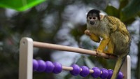 Merawat lebih dari 400 spesies berbeda, Zoological Society of London, penjaga Kebun Binatang London hadapi tugas yang menantang.