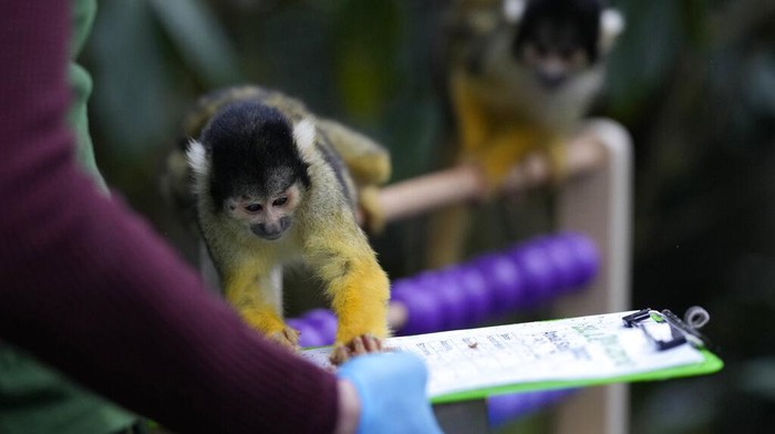 Menghitung Penghuni Kebun Binatang London, Gemas Banget! Hattie Sire, a keeper at the London Zoo, with Humboldt penguins at the zoo does its annual stocktake in London, Tuesday, Jan. 4, 2022. Caring for more than 400 different species, the Zoological Society of London, London Zoo's keepers face the challenging task of tallying up every mammal, bird, reptile and invertebrate at the Zoo β counting everything from a colony of inquisitive Humboldt penguins to Critically Endangered Asiatic lions. (AP Photo/Alastair Grant)