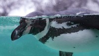 Penguin Humboldt berenang di kolam di Kebun Binatang London saat kebun binatang melakukan inventarisasi tahunan di London.