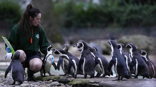 Hattie Sire, penjaga di Kebun Binatang London, dengan penguin Humboldt di kebun binatang melakukan inventarisasi tahunan di London.