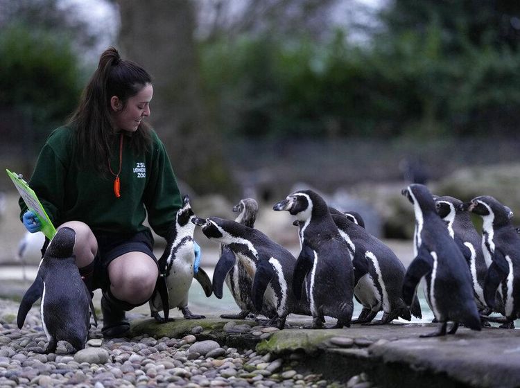 Menghitung Penghuni Kebun Binatang London, Gemas Banget!