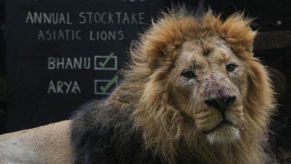 Asiatic Lion Bhanu duduk di sebelah tanda di Kebun Binatang London saat kebun binatang melakukan inventarisasi tahunan.