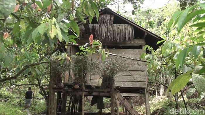 Pasutri lansia hidup di tengah hutan di Polman, Sulbar