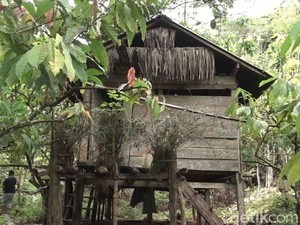 Kisah Pasutri Lansia di Polman, Hidup Memprihatinkan di Tengah Hutan