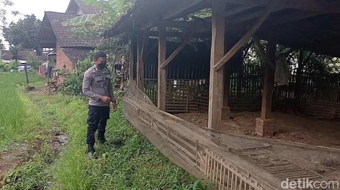 Komplotan maling bebek di Blitar membuat jembatan bambu saat beraksi. Agar bebek yang dicuri bisa diangkut menyeberangi sungai.
