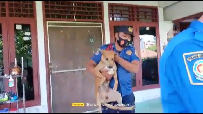 Seekor anjing liar membuat resah warga perumahan di Cibinong, Bogor. Warga takut diserang anjing yang mondar-mandir tersebut. (dok Damkar Kabupaten Bogor)