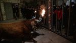 Tradisi Adu Banteng Masih Jadi Kontroversi di Spanyol