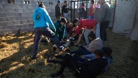 Penyiksaan hewan dianggap telah dilakukan dengan tujuan hiburan semata.
