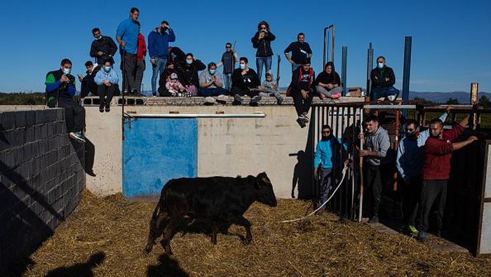 VALENCIA, SPAIN - DECEMBER 04: Family and friends of David, the owner of the stud farm, watch a calf just before capturing it among David's companions to brand it with burning irons in the traditional way on December 4, 2021 in Cheste, Valencia, Spain. An estimated eight per cent of the Spanish population still attend the bullfighting and killing spectacle, as the tradition has been rejected by the majority of Spanish society. (Photo by Zowy Voeten/Getty Images)