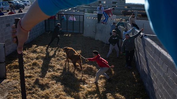 Meski kerap menelan korban jiwa, jumlah acara adu banteng di Spanyol setiap tahunnya masih tinggi.  Meski kerap menelan korban jiwa, jumlah acara adu banteng di Spanyol setiap tahunnya masih tinggi. Â