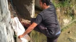 Heboh Penemuan Ikan Jumbo di Lhokseumawe, BKSDA Turun Tangan