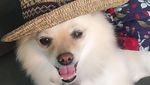 Potret Anjing Pomerania yang Hilang di Bali, Disayembarakan Rp 5 Juta