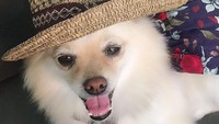 Foto: Renny memelihara Amore sejak umur 2 bulan. Dia membelinya di Denpasar. (Dok Renny Matondang, pemilik anjing Amore)