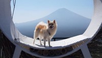 Foto: Anjing bernama Amore usia 5 tahun itu hilang sejak Jumat (31/12/2021) sekitar pukul 18.30 WITA. (Dok Renny Matondang, pemilik anjing Amore)