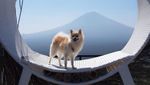 Potret Anjing Pomerania yang Hilang di Bali, Disayembarakan Rp 5 Juta
