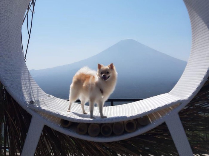 Anjing amore hilang di bali. Anjing amora hilang di bali