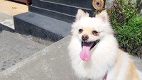 Foto: Hilangnya di sekitar indekos Renny di Jalan Raya Kerobokan, Gang Anggrek, Banjar/Lingkungan Taman, Kelurahan Kerobokan, Kecamatan Kuta Utara, Badung, Bali. (Dok Renny Matondang, pemilik anjing Amore)