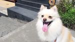 Potret Anjing Pomerania yang Hilang di Bali, Disayembarakan Rp 5 Juta