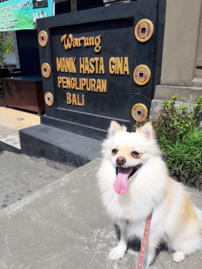Anjing amore hilang di bali. Anjing amora hilang di bali