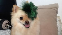 Foto: Renny mengajari anjing itu hingga pintar berbagai hal. (Dok Renny Matondang, pemilik anjing Amore)