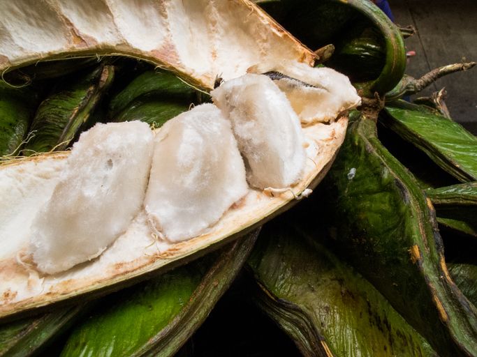 Buah Salju yang Viral di TikToka