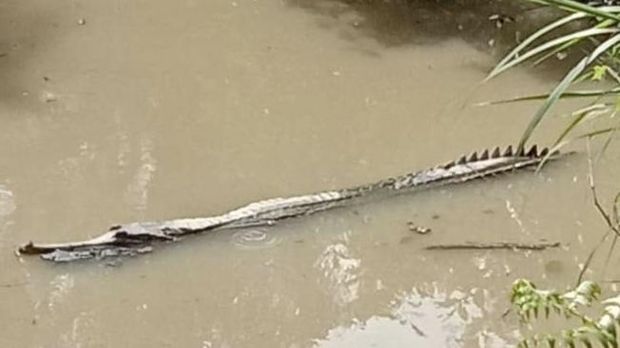 Buaya 3,5 meter ditangkap setelah sebelumnya berkeliaran di sekitar kebun sawit warga di Labura, Sumut.