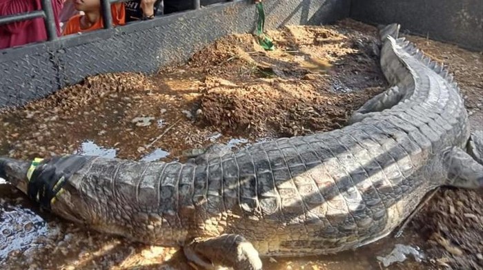 Buaya 3,5 meter ditangkap setelah sebelumnya berkeliaran di sekitar kebun sawit warga di Labura, Sumut.