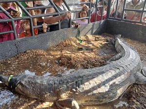 Buaya 3,5 Meter Ditangkap Warga Desa di Labura Sumut