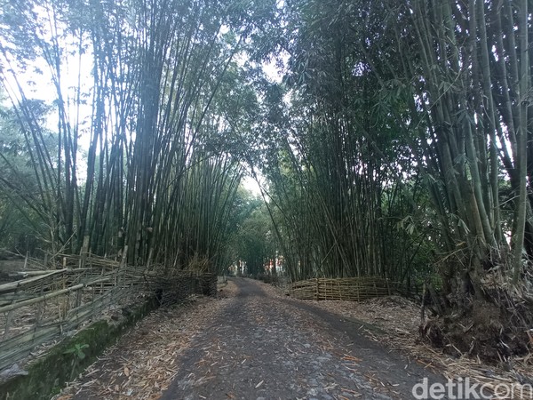 Bukit Selong berada di di Desa Sembalun Lawang. Untuk naik ke sana, kamu harus melewati hutan bambu ini. (Bonauli/detikcom)