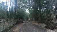 Bukit Selong berada di di Desa Sembalun Lawang. Untuk naik ke sana, kamu harus melewati hutan bambu ini. (Bonauli/detikcom)