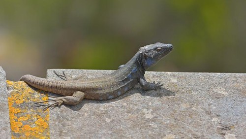 Hukum Makan Kadal Menurut Fatwa MUI