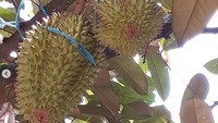Berkah banget Daarul Mansur Wanayasa, Purwakarta, Jabar. SMP, SMA, Daarul Mansur Wanayasa. Pohon2 durennya berbuah. Ini jenis langka. Duren Mansur, haha, kata Ustaz Yusuf Mansur sambil memperlihatkan foto durian. Foto: instagram @yusufmansurnew