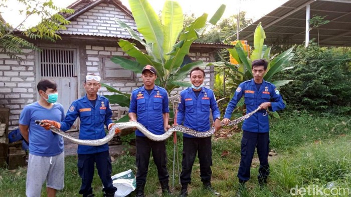 ular sanca di lamongan