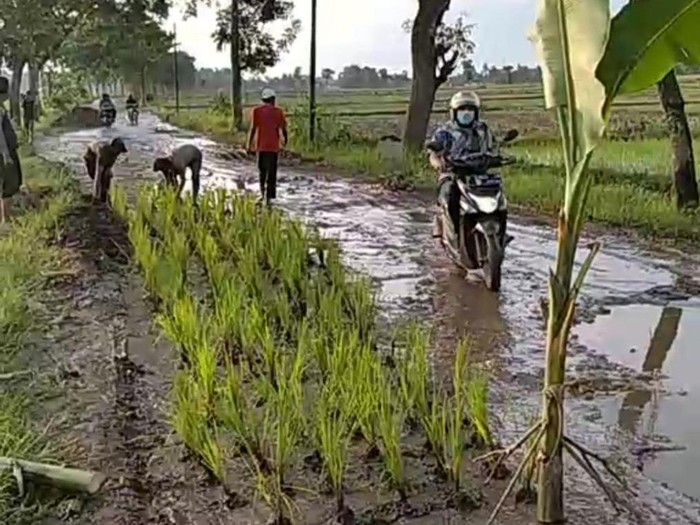 Sejumlah warga Dusun Sumberejo, Desa Glundengan, Kecamatan Wuluhan menanam padi di jalan rusak. Itu sebagai protes karena jalan yang rusak parah tak kunjung diperbaiki.