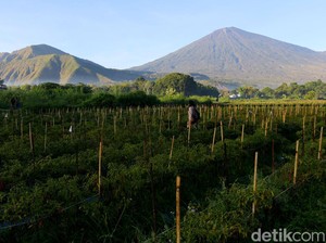 Jelang MotoGP Mandalika, Pendakian Rinjani Lebih Dulu Dibuka