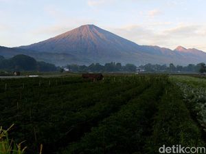 Pendaki Makin Mudah ke Kaki Gunung Rinjani, Tersedia Damri