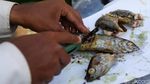 Curi Perhatian Pembeli, Pedagang Ikan Ini Berdandan Perlente