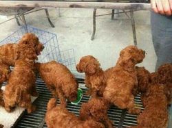 Awas! Foto Ilusi Optik Ini Bikin Kepala Pusing, Berani Lihat?