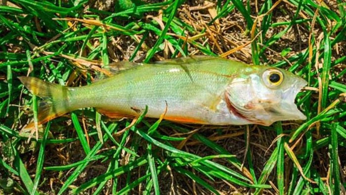 Hujan ikan di Texas