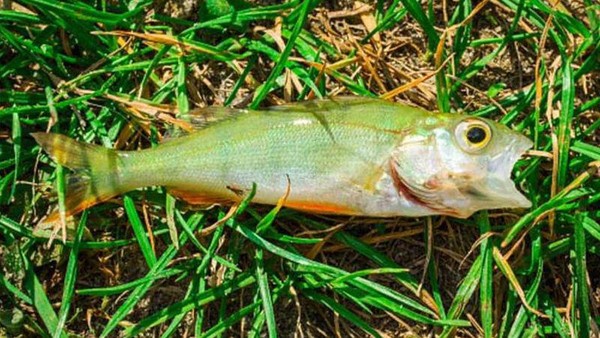 Hujan Ikan