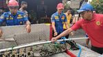 Kena! Buaya Muara Tak Berkutik Masuk Jebakan Warga di Pekalongan
