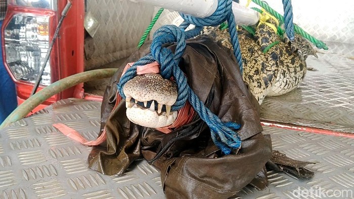 Penampakan Buaya 2,5 Meter yang Ditangkap di Pekalongan Warga Kelurahan Kuripan Kertoharjo berhasil menangkap seekor buaya muara yang kerap muncul di Kali Kupang, Pekalongan. Buaya itu sepanjang sekitar 2,5 meter.