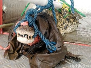Buaya Muara di Kali Kupang Pekalongan Dievakuasi ke Penangkaran