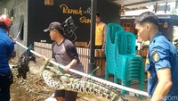 Kapolsek Pekalongan Selatan, Kompol Basuki menyebut, buaya muara itu betah hidup di Kali Kupang selama bertahun-tahun. Pasalnya, peternak kerap membuang bangkai ayam di sungai sehingga menjadi makanan empuk bagi buaya muara.