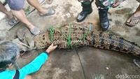 Buaya yang berhasil ditangkap ini kerap muncul di Kali Kupang.
