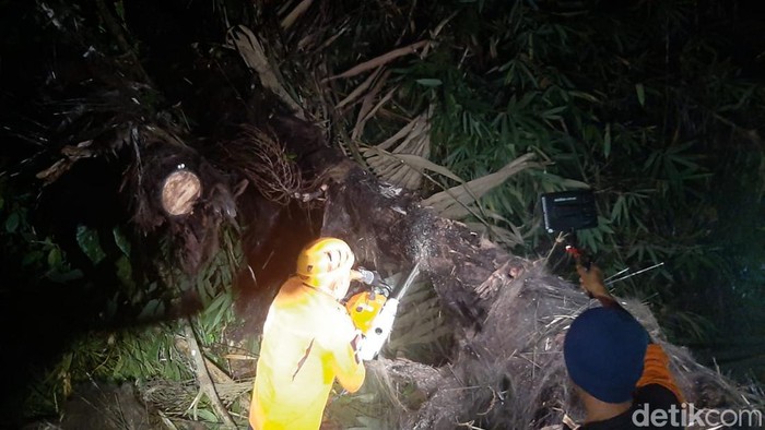 Pohon tumbang menimpa pemotor di Minahasa Utara, Sulut