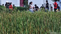 Perlu diketahui pemerintah menyiapkan tempat karantina terpusat bagi Pekerja Migran Indonesia (PMI) yang akan kembali ke Indonesia.